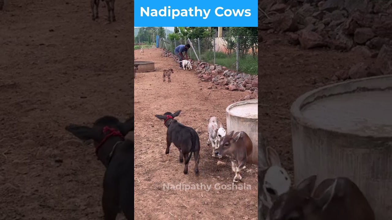 Nadipathy cows  