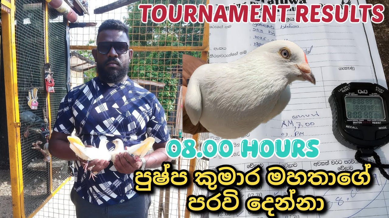 ✨🕊️🥰 TOURNAMENT එළවපු PUSHPA KUMARA මහතාගේ සත්තු දෙන්නා...😀🕊️❤️‍🩹💫#impaspigeonvlogs #පරවි #pigeon 