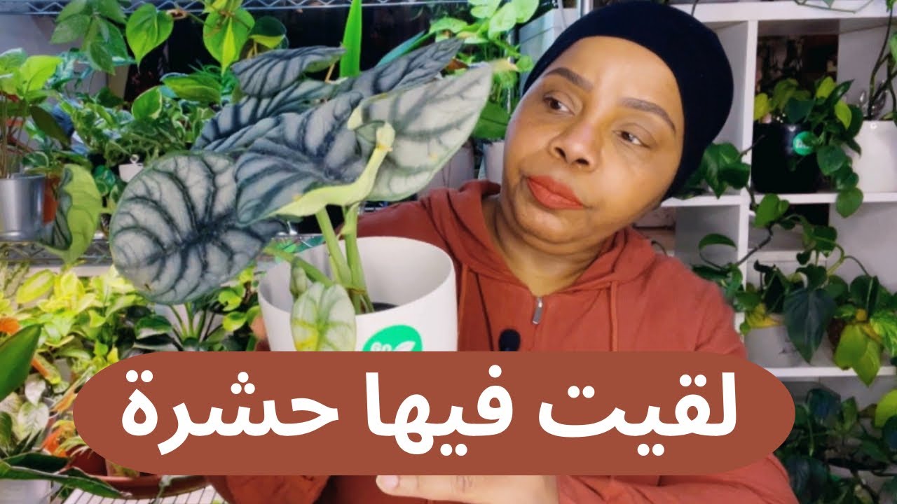 نبات الوكاسيا في مجموعتي والوقاية من الحشرات !