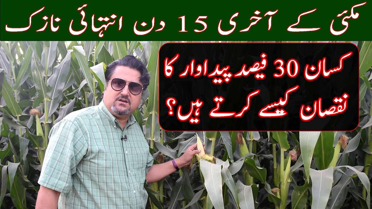 170من مکئی فی ایکڑ| Last 15 days of maize crop|How Sardar Babar is getting high maize yield