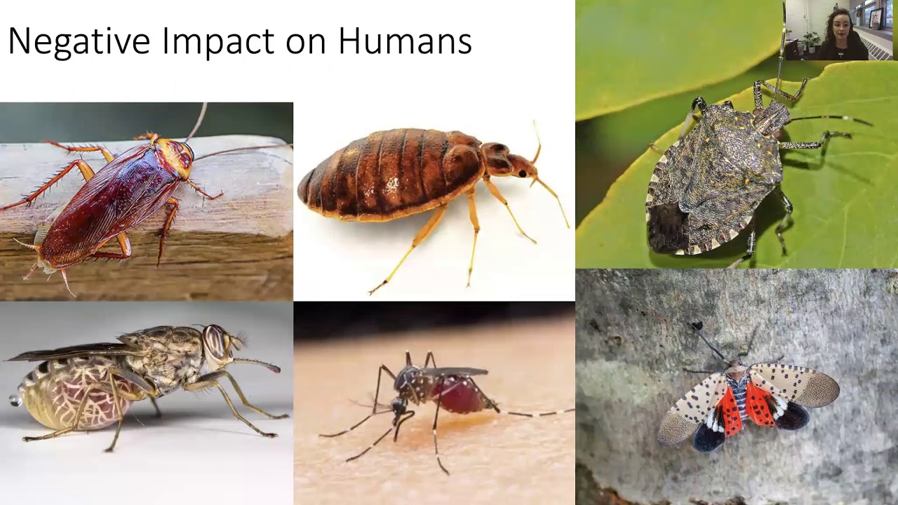 Entomology