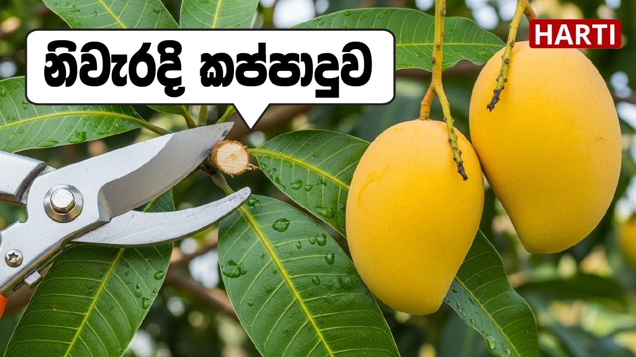 අඹ ගහේ ගෙඩි නැද්ද?   එසේනම්  නිවැරදි කප්පාදුව  ඉතා වැදගත්  | TJC අඹ වගාව