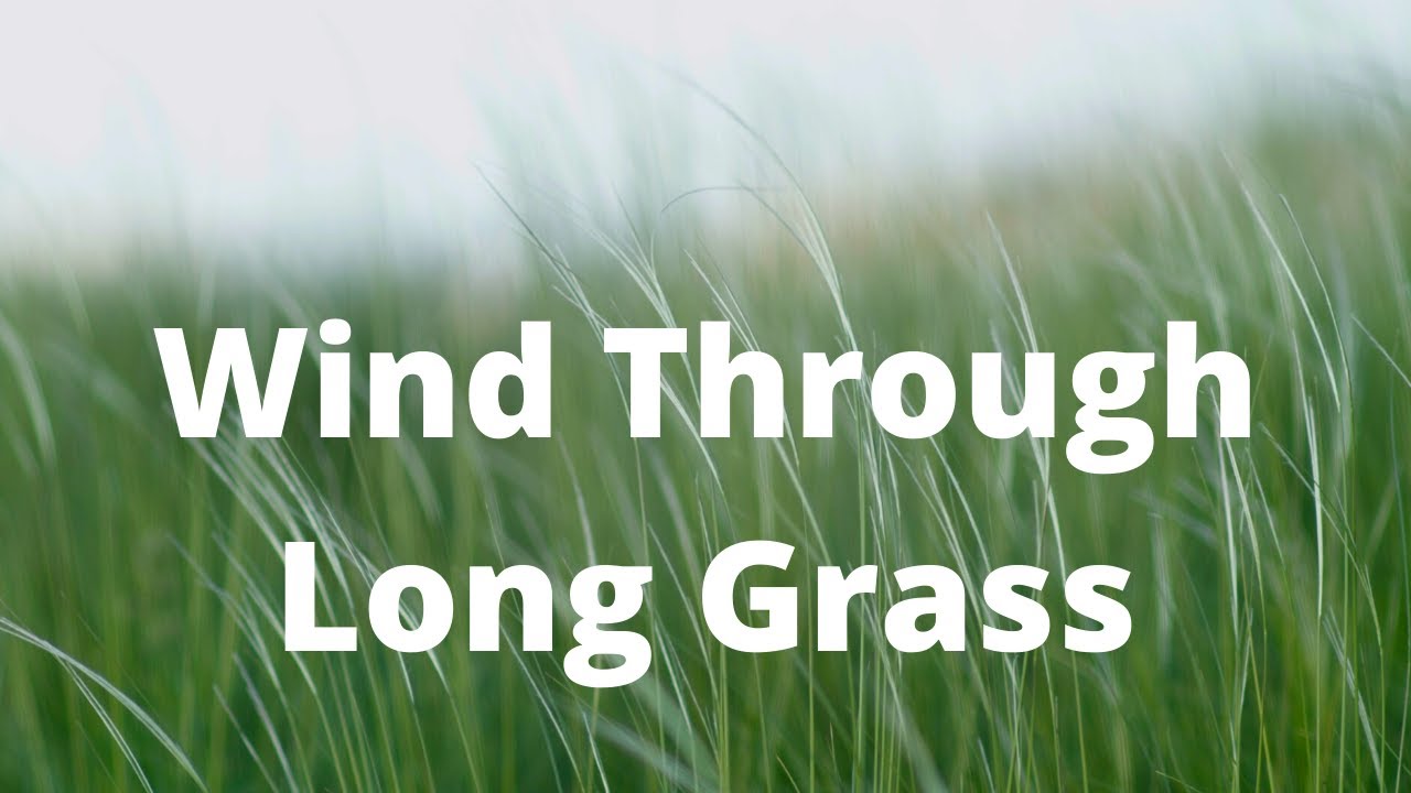 Wind through Long Grass Sound Effect - Gentle Breeze