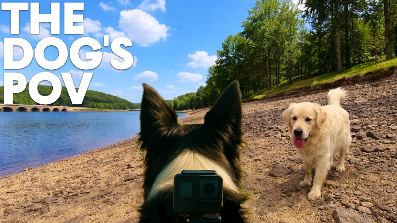 This Calm Lake Walk Helps Dogs Relax 🐶🌿 | 10 Hours Dog POV