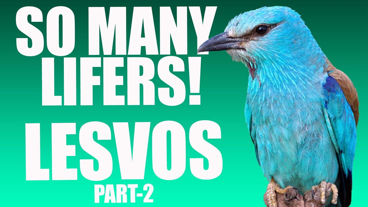 Birding in Lesvos – Part 2: Even More Lifers! | Europe’s Top Birding Destination?