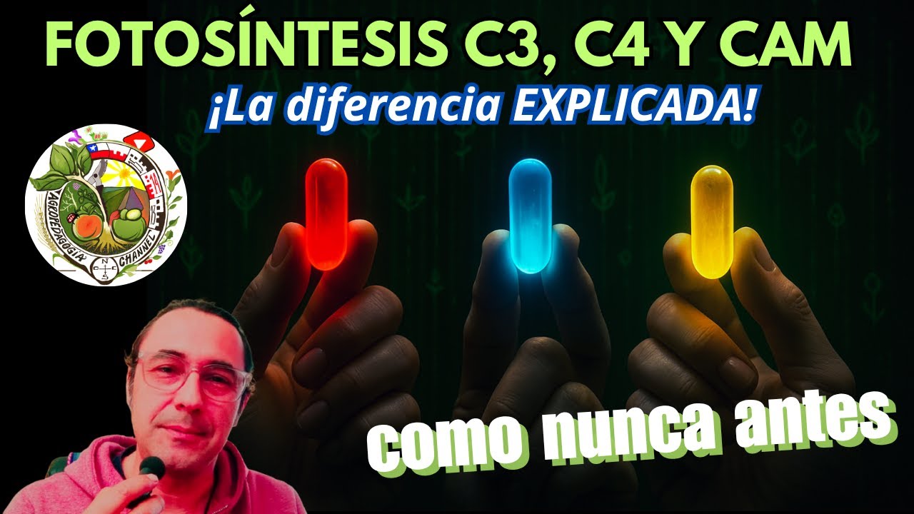 Por qué algunas plantas resisten el calor y otras no? (fotosíntesis C3 C4 y CAM)