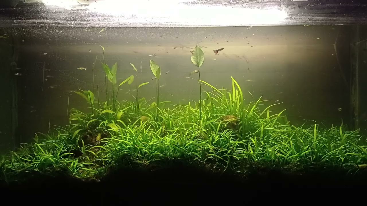 Fishy Wonderland