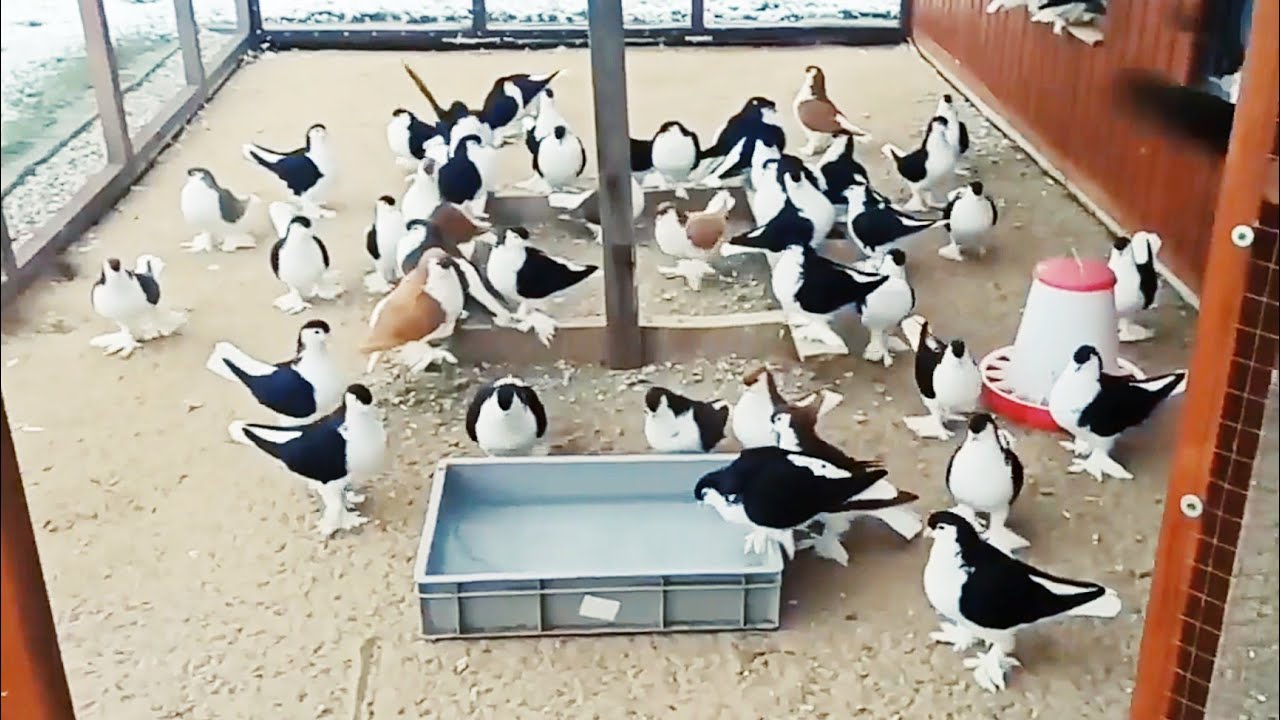 Most Beautiful Pigeon that you would be  like it || Top 5 most beautiful pigeon high price all over