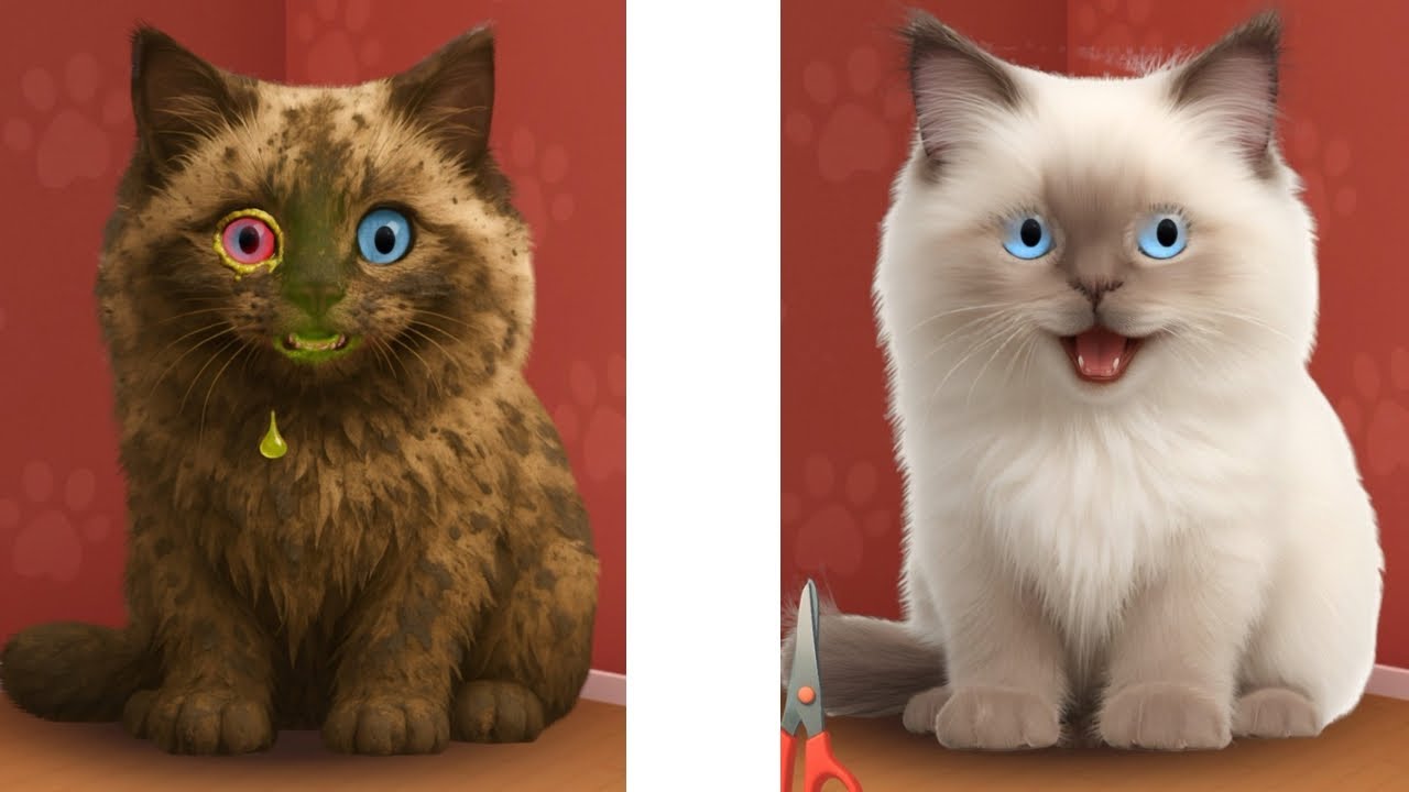From Dirty to Adorable: Amazing Cat Transformation 🐱✨