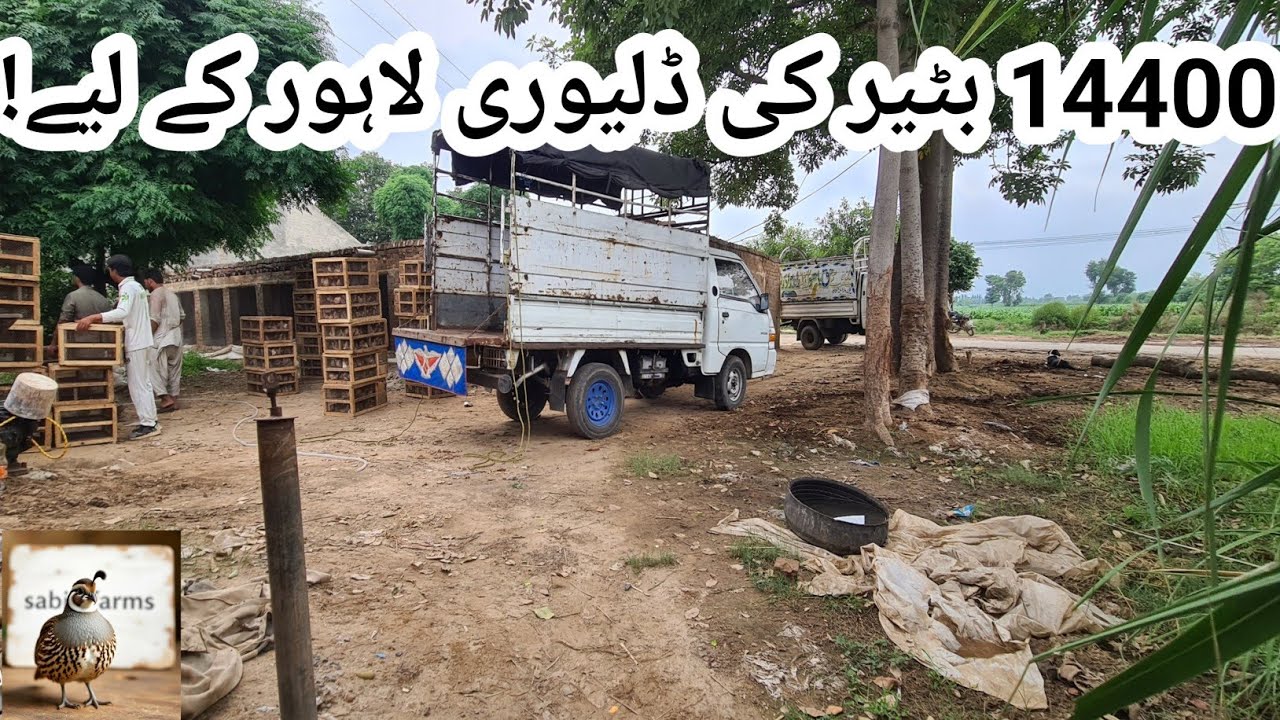 batair farming in Pakistan| Pakistan biggest quails farms ||