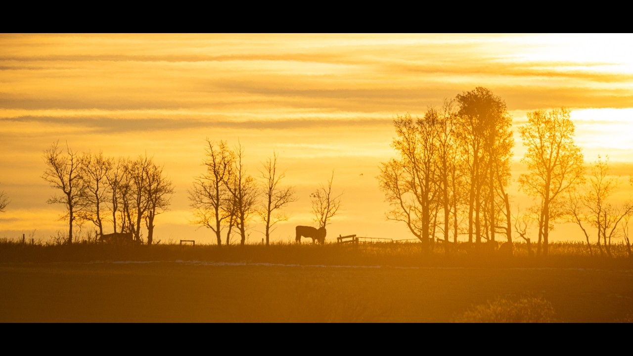 Beautiful Sunrise Over Central Alberta November 8, 2024.8