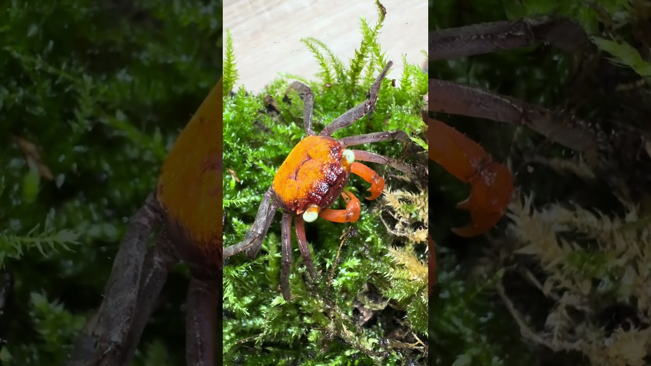 Zaj&iacute;mavost o Geosesarma Hagen aka red Devil crab aka vampire crab  #animals #pets #geosesarma