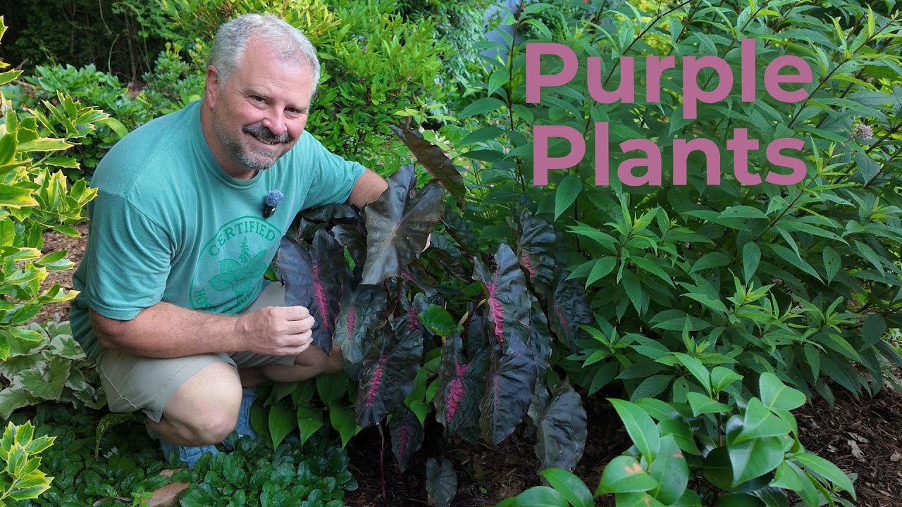 10 Garden Plants for Seasonal 🟣🍆🍇🟣 Purple Color