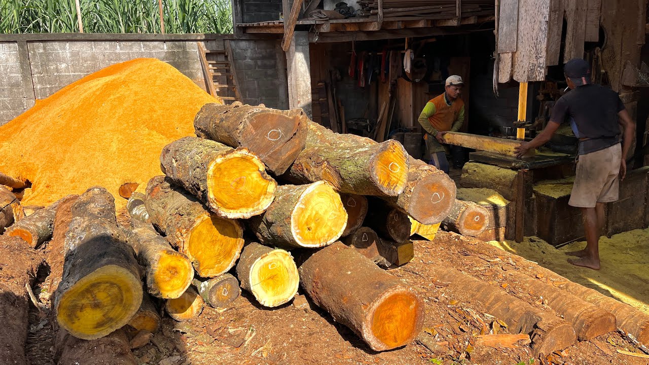 Untung Dobel..!! Skill Operator Sawmill Ketika Menggergaji Kayu Nangka Tua Dengan Cepat & Akurat