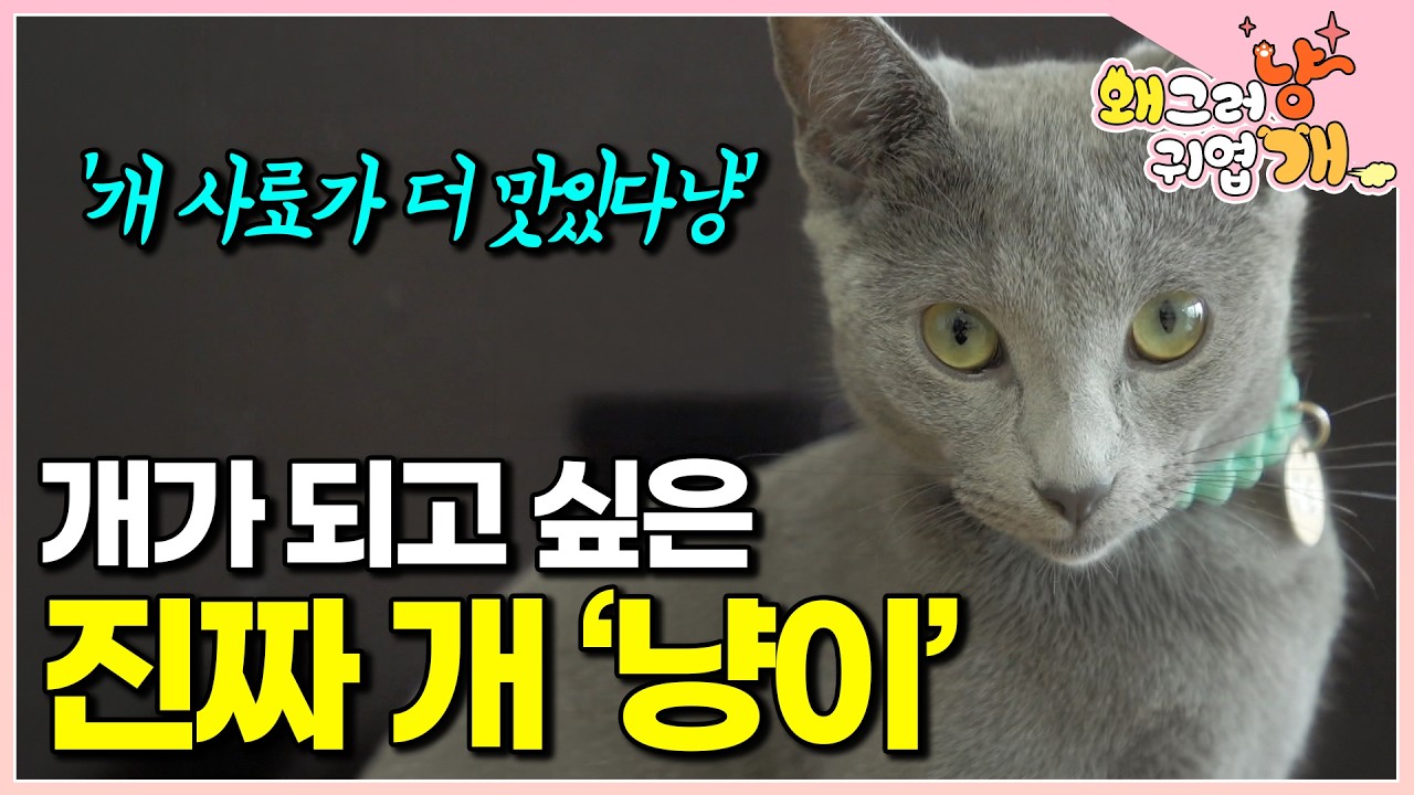 12년차 베테랑 견주가 키운 7개월 고양이, 애교 만점 성격부터 식성, 기다리는 습관까지 모두 강아지를 닮은 특별한 냥이 │#왜그러냥귀엽개