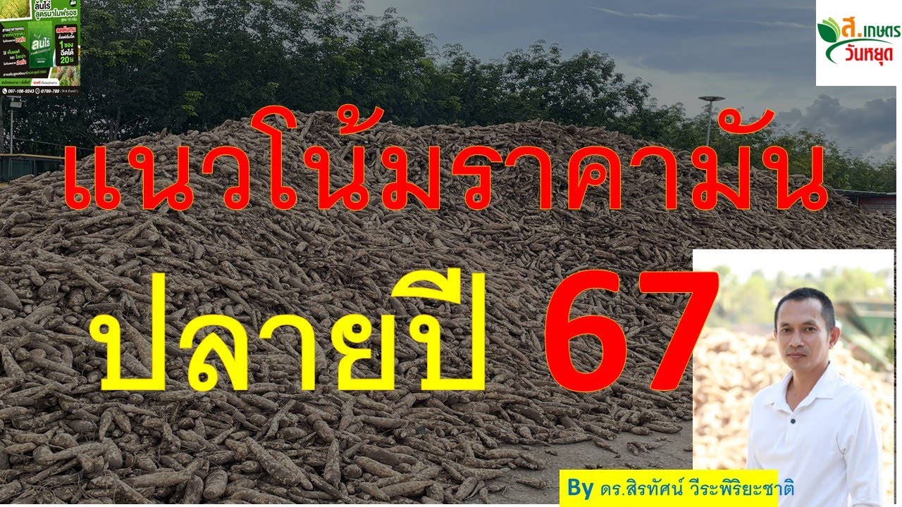แนวโน้มราคามันสำปะหลังปลายปี 67