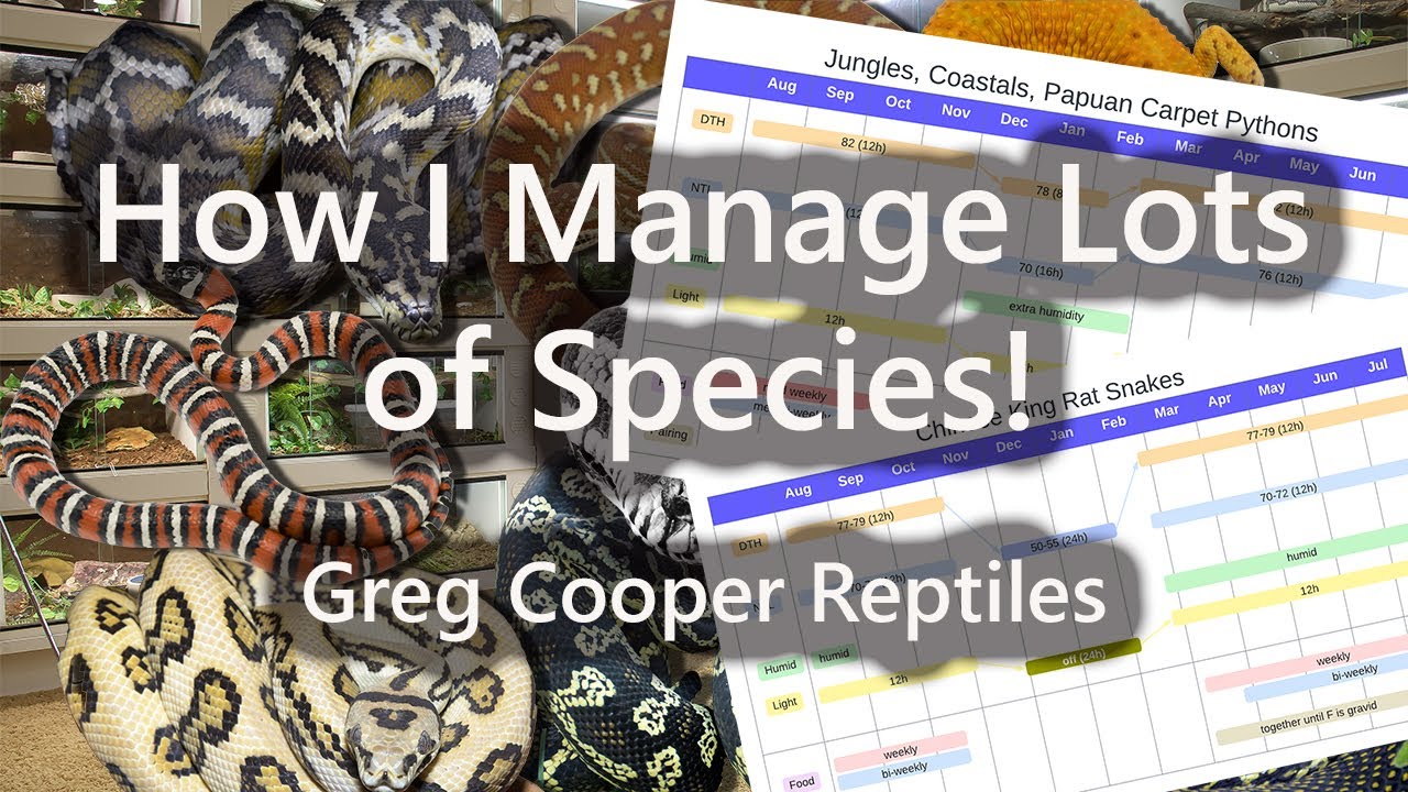 How I Manage Lots of Snake Species!