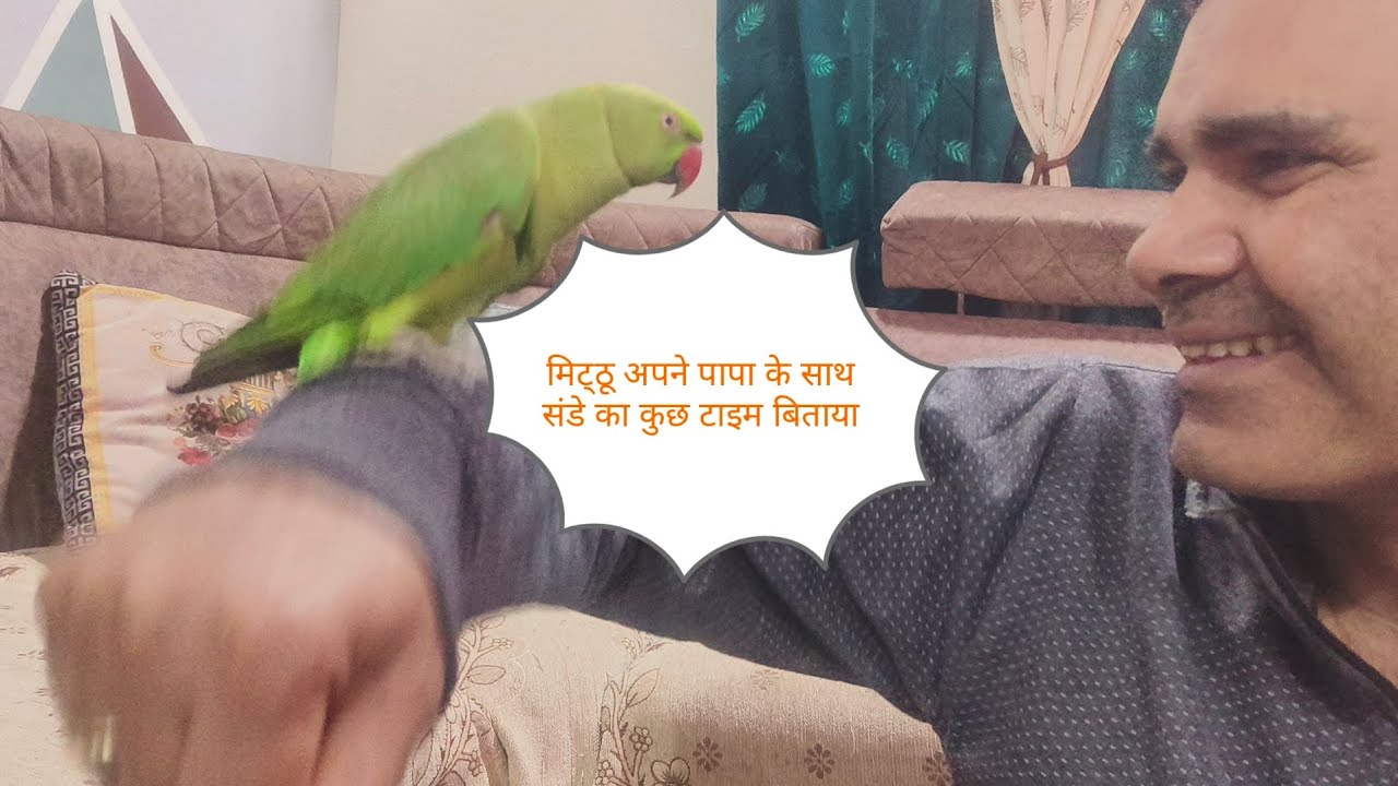 मिट्ठू और मिट्ठू के पापा का कुछ शरारती अंदाज 🦜🥰#like #youtube #viral #subscribe #video 🦜🥰