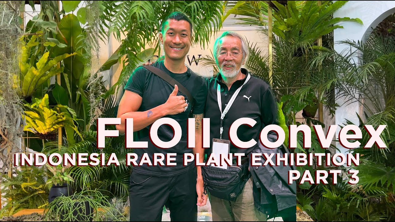FLOII Convex Indonesia part 3 - Rare Variegated Aroids - And Hoyas!