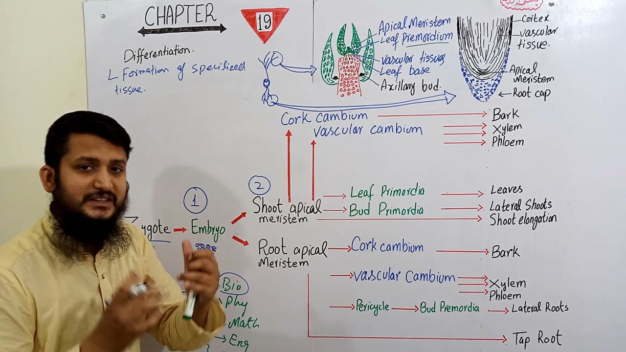 Differentiation | Differentiation in plants | Concept of differentiation in plants Class 12