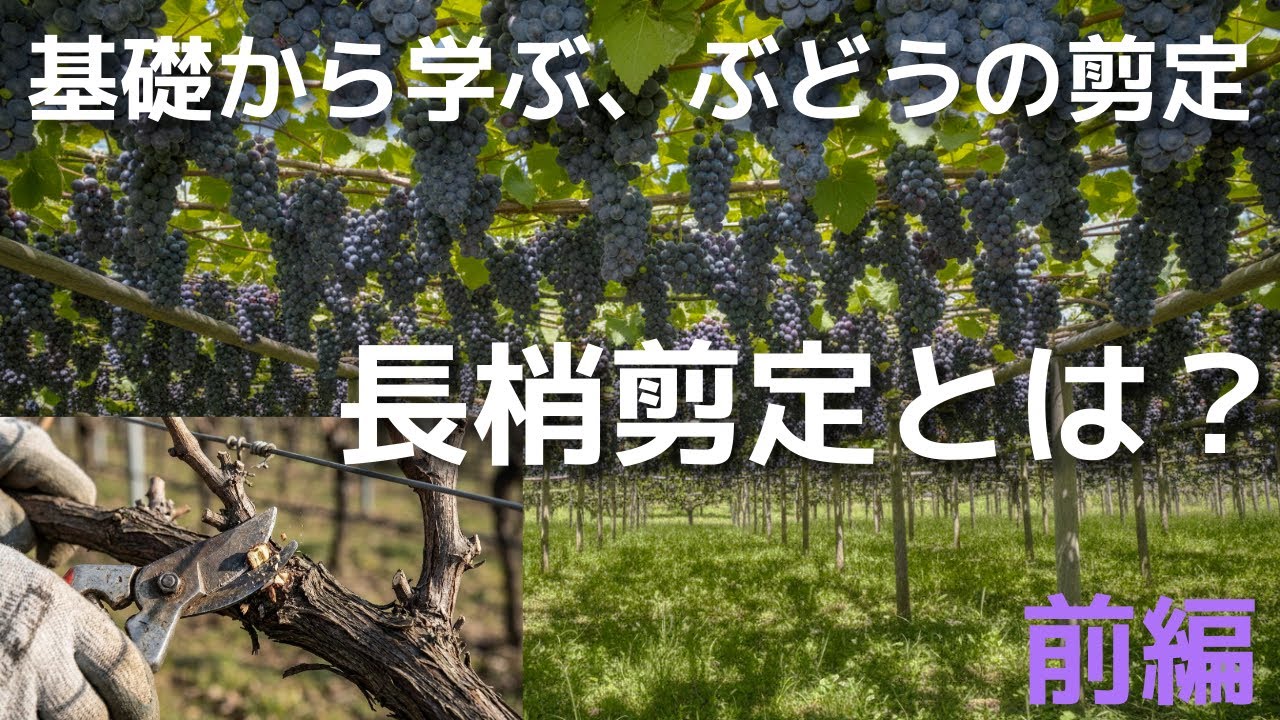 基礎から学ぶ、ぶどうの剪定「長梢剪定とは？」〜前編〜