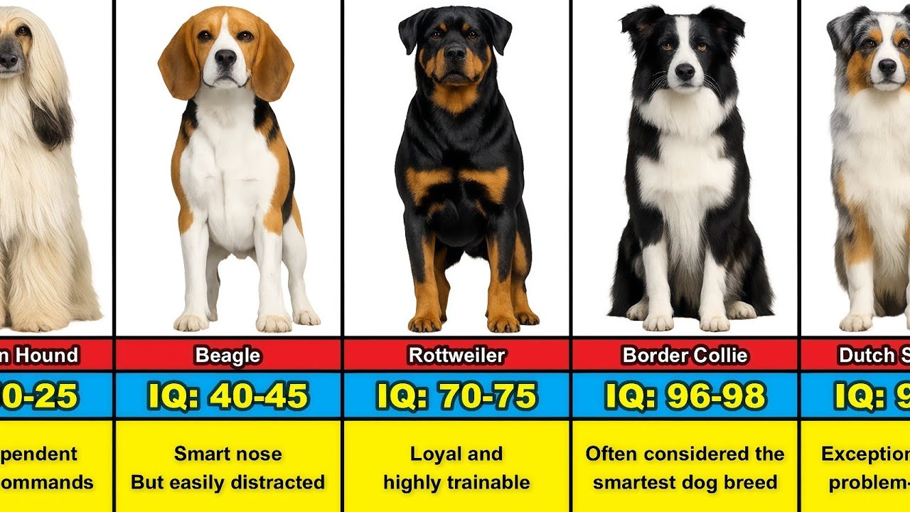 Smartest Dogs Ranked by IQ: Lowest to Highest
