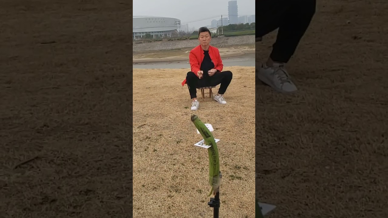 Street Magic with Snake 🐍Card Trick Gone Viralsnake magiccard trickstreet magicdangerous magicsnake