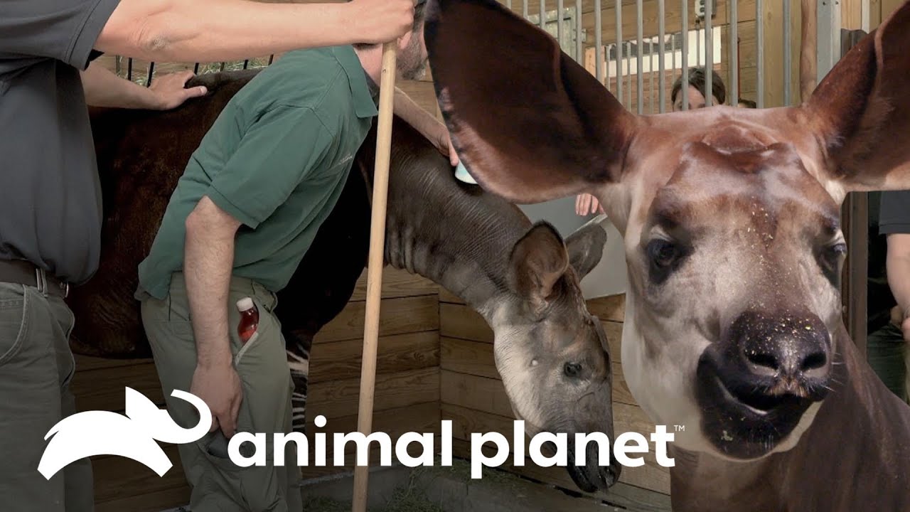 Un okapi presenta dificultad para respirar | El Zoológico del Bronx | Animal Planet