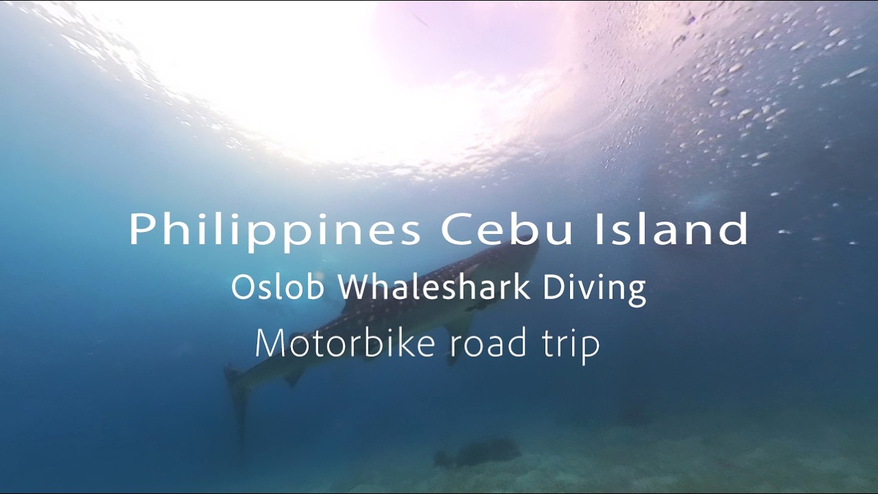 Philippines Cebu Island - Oslob Whaleshark Diving