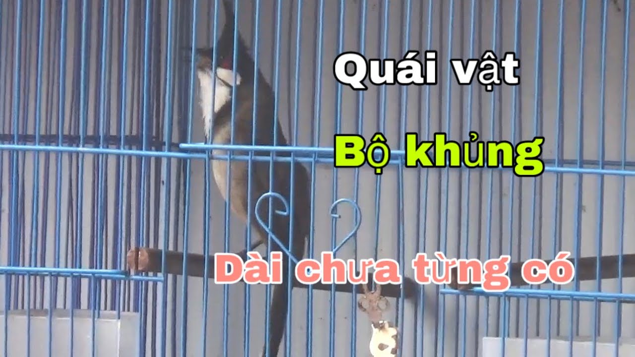 QUÁI VẬT .BỔI ĐINH TÊ MẶT QUỶ–BỘ KHỦNG DÀI CHƯA TỪNG CÓ | LÂN TÊ ĐẦU BỰ–LỰC SĨ BỔI VIP Đ.ÁNH BẠO LỰC