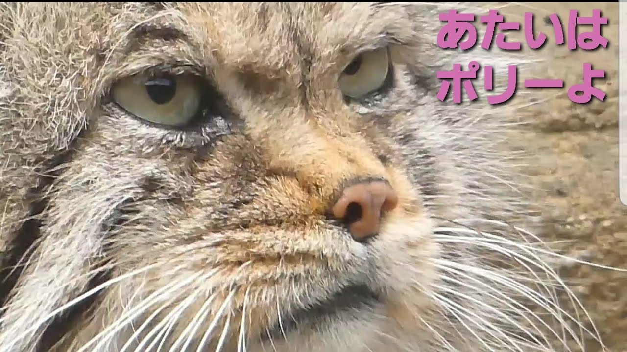 ポリーさんぽ🐱最後に少しレフ君