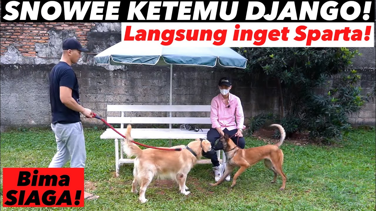 SNOWEE LIAT ANJING BELGIAN MALINOIS LANGSUNG DOMINAN BGT!