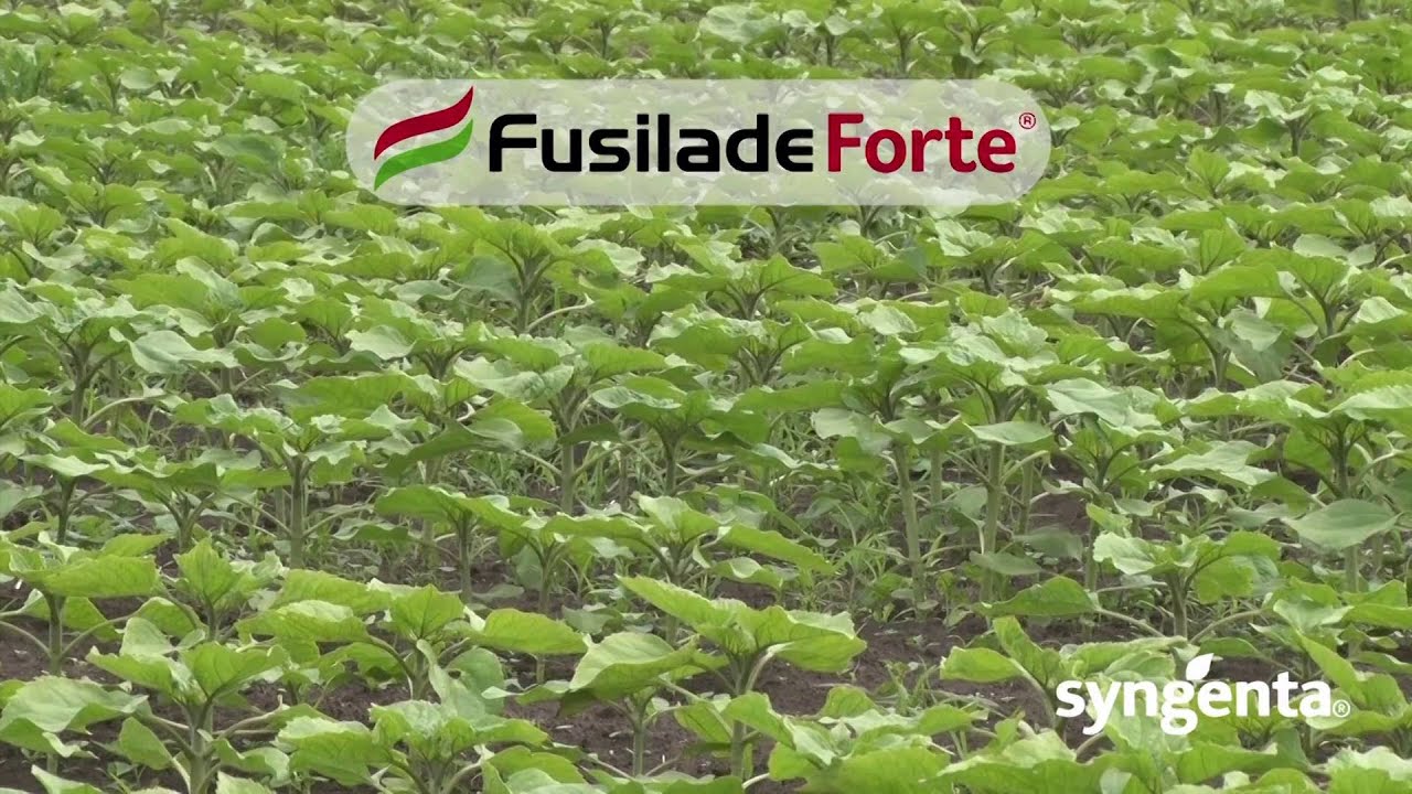 Syngenta herbicidi &ndash; Fusilade Forte&reg;