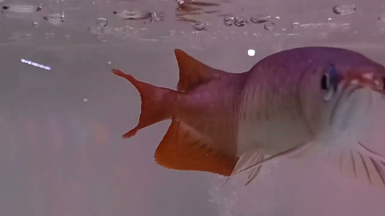Ikan hias aquarium 