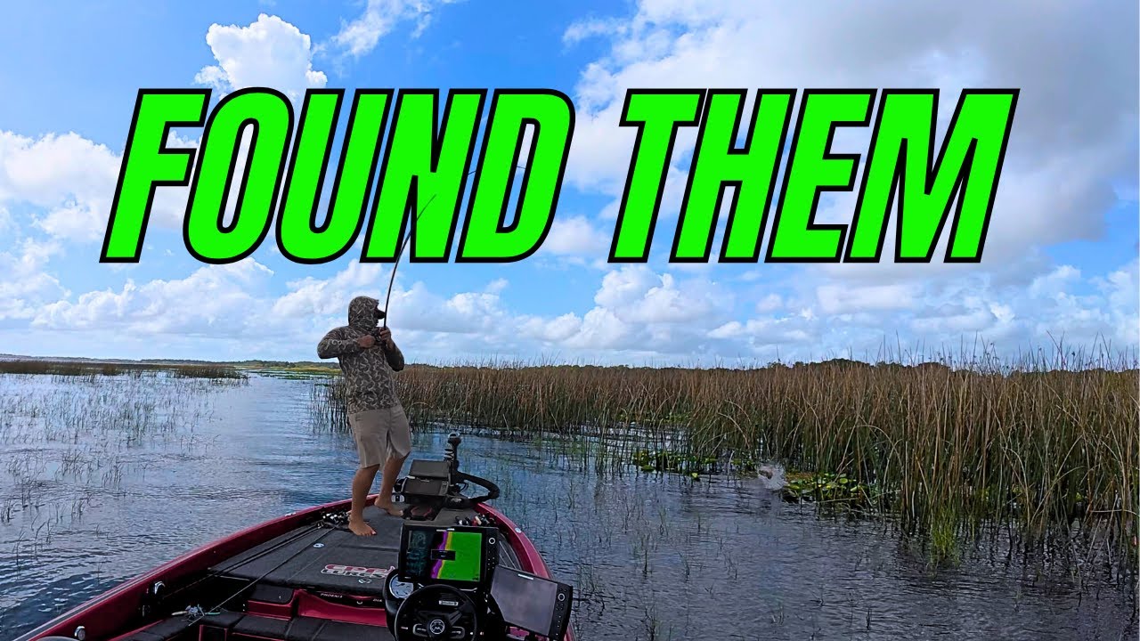 Ловля окуня на озере Тохо в октябре (день 2) | Боксерские коврики