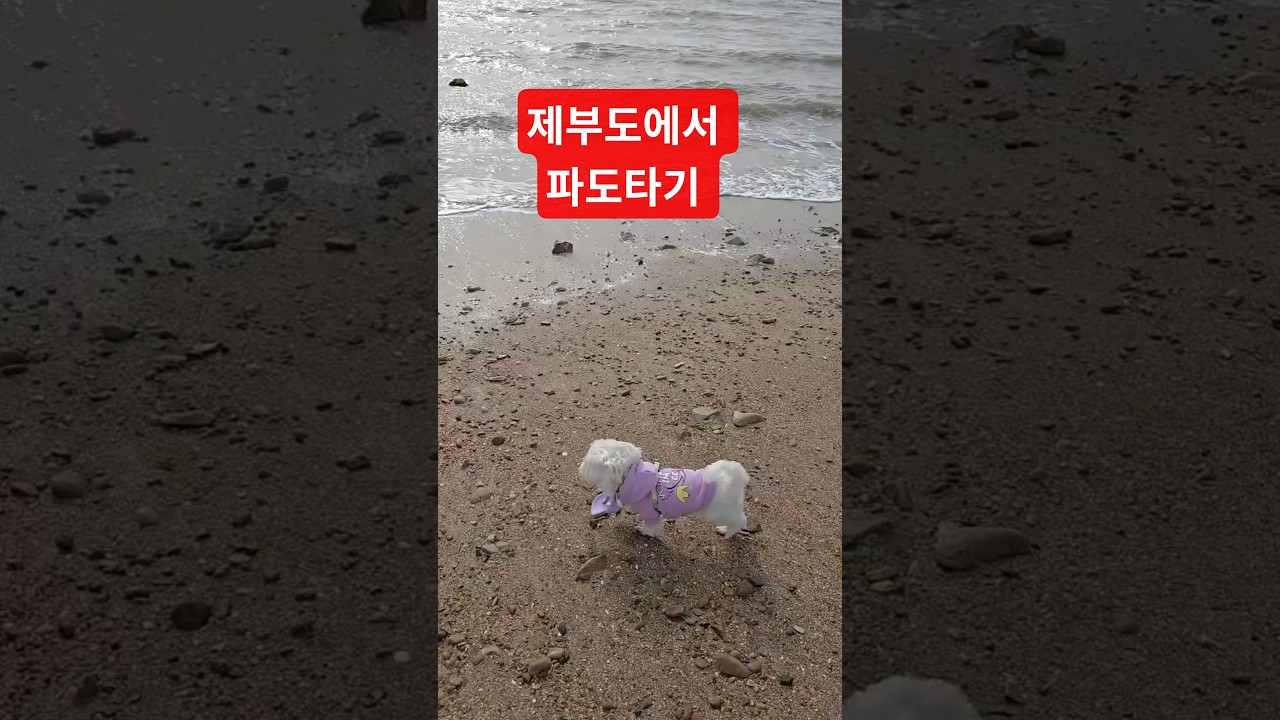 제부도 바닷가에서 파도타기