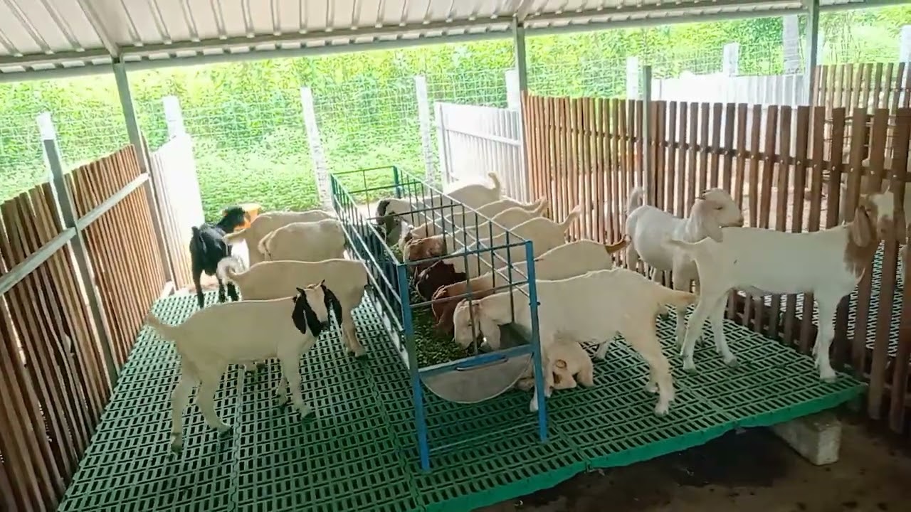 Vignesh goat farm thalacherry/Boer cross 🐐 🐐 🐐 fram Address : Dharmapuri district,7904085915