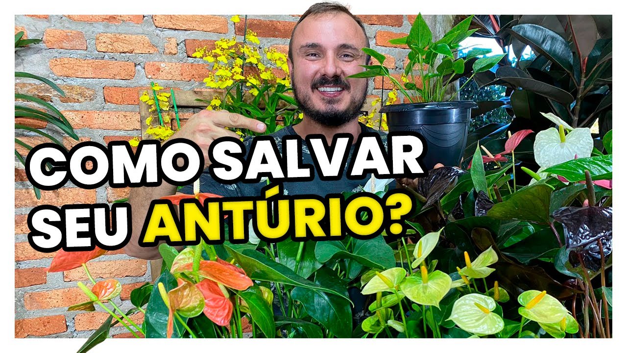 Como fazer seu ANTÚRIO crescer, florescer e ficar livre de pragas | 3 Dicas infalíveis