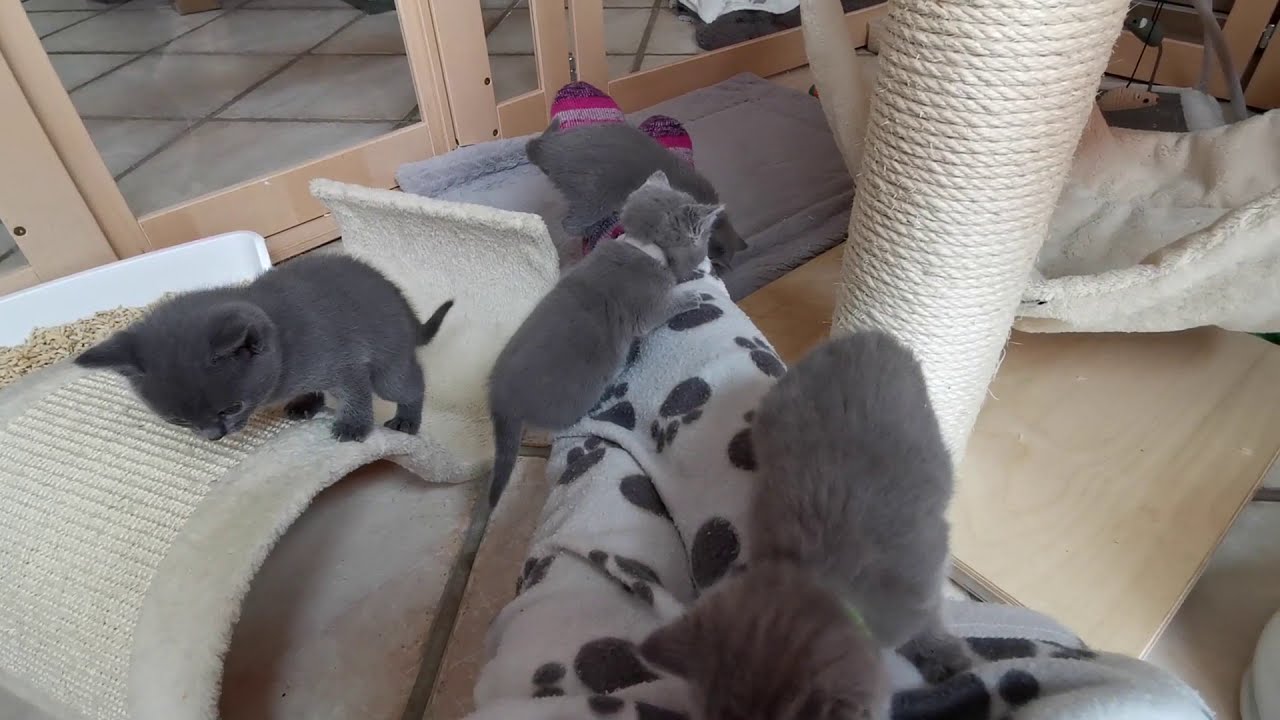 Chartreux/Kartäuser Kitten spielen  (Teil 1)