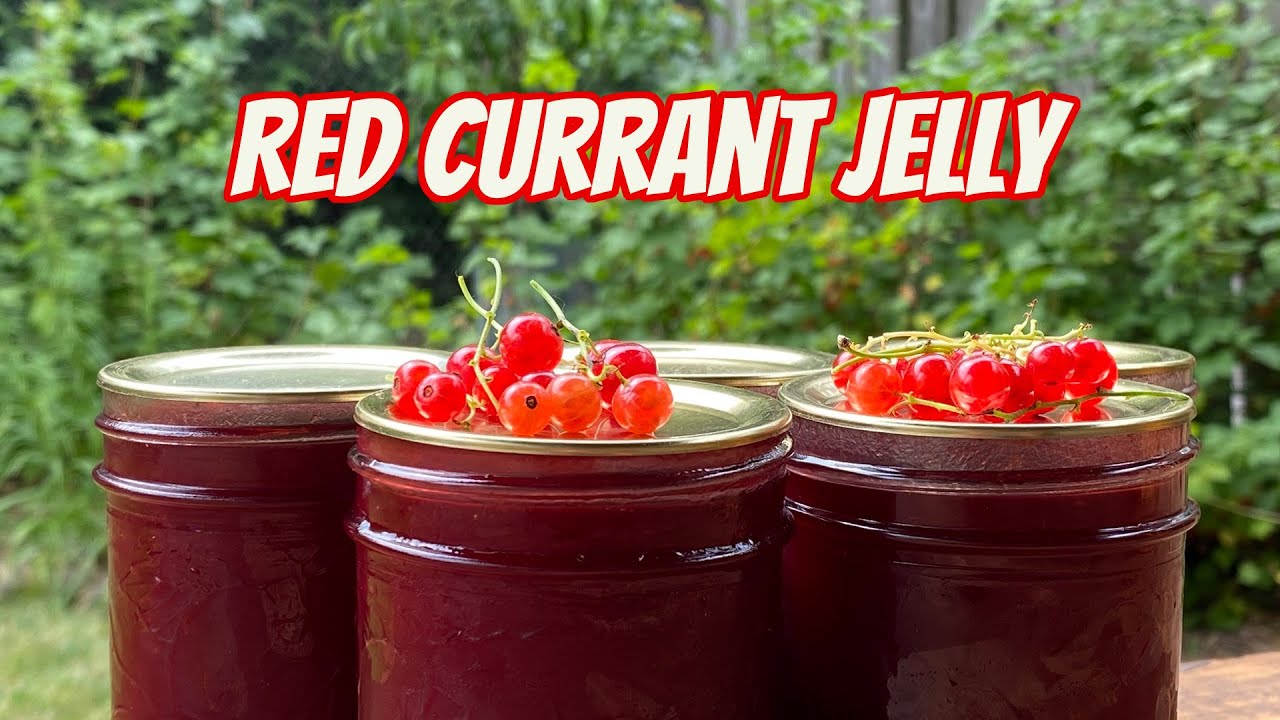Red Currants - Growing Tips & Jelly Recipe