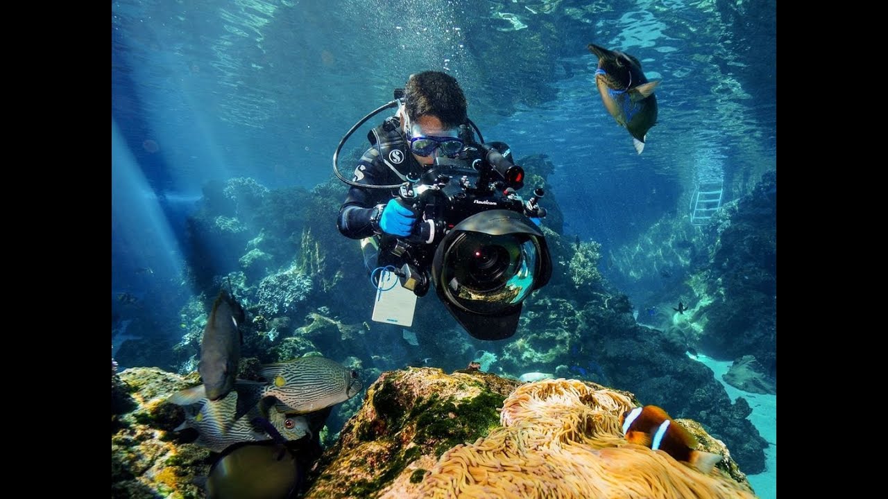 Dive into the Great Barrier Reef from home