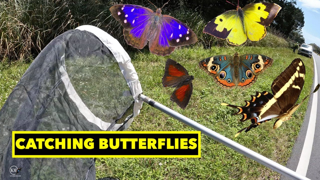 3 TECHNIQUES CATCHING BUTTERFLIES WITH A NET