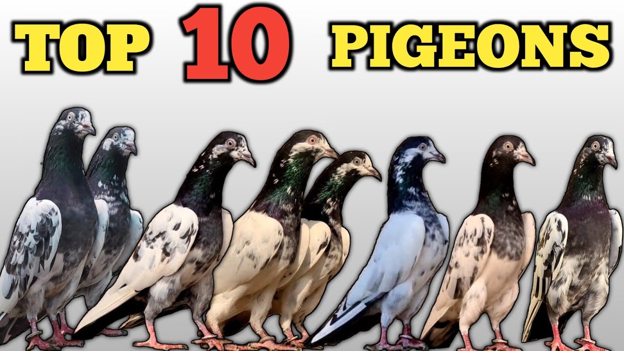 Top 10 Kabootar