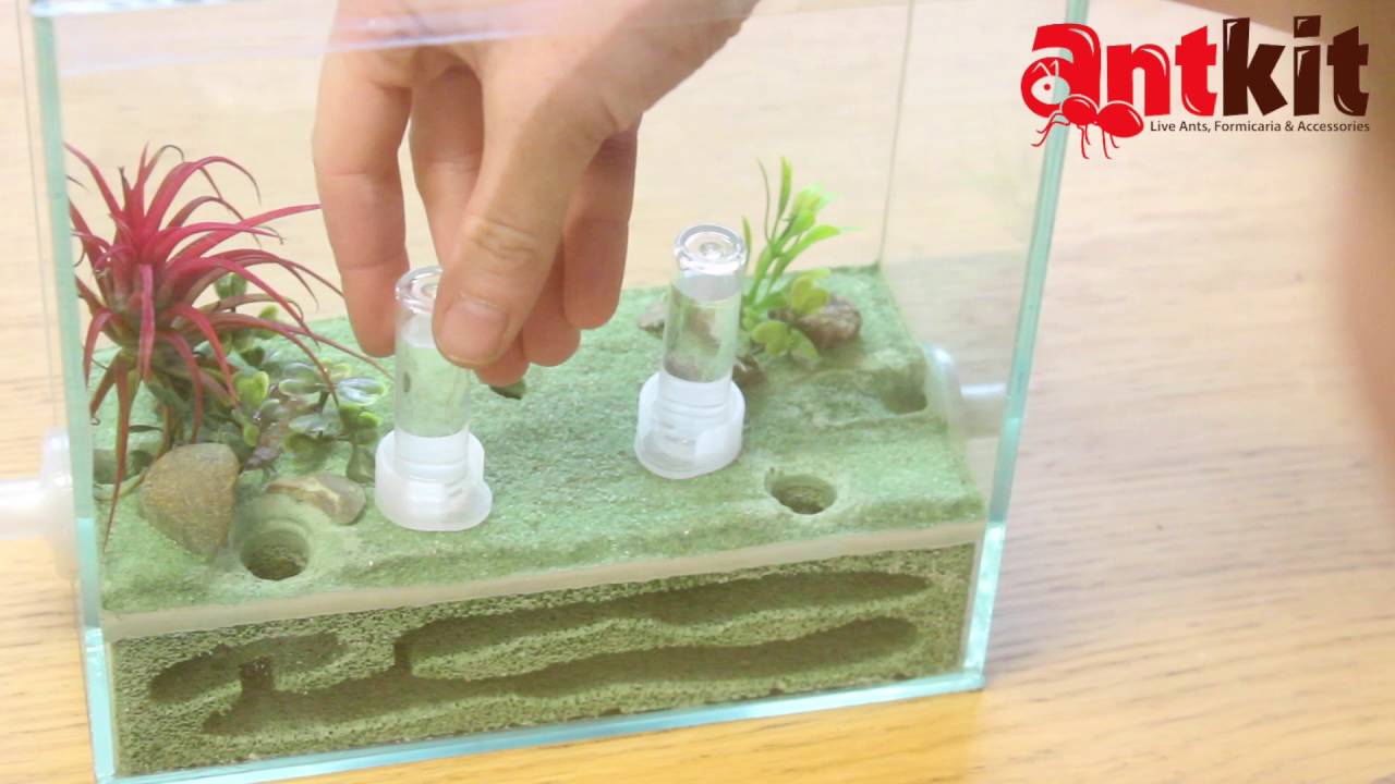 Setting Up AntKit Ytong Nest with Glass Arena Ant Farm