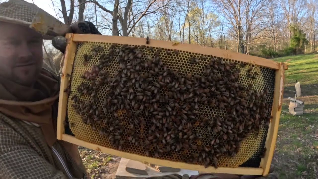 Spring Queen Rearing- 5 Frame Cell Builder