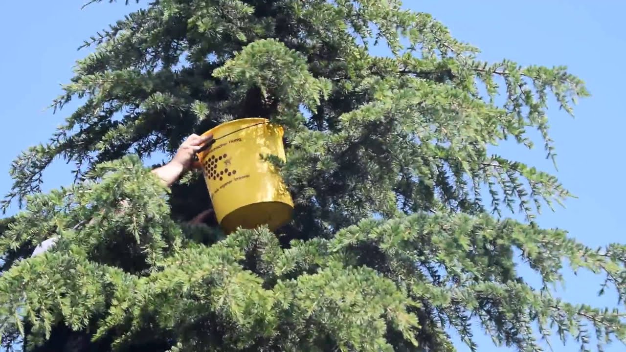 Bienenschwarm aus Baum pflücken - einfangen