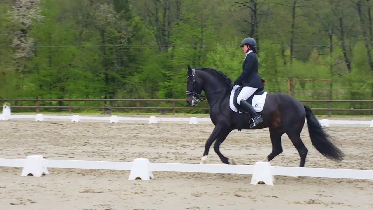 Reprise Dressage Amateur 3 Grand Prix  (D1)