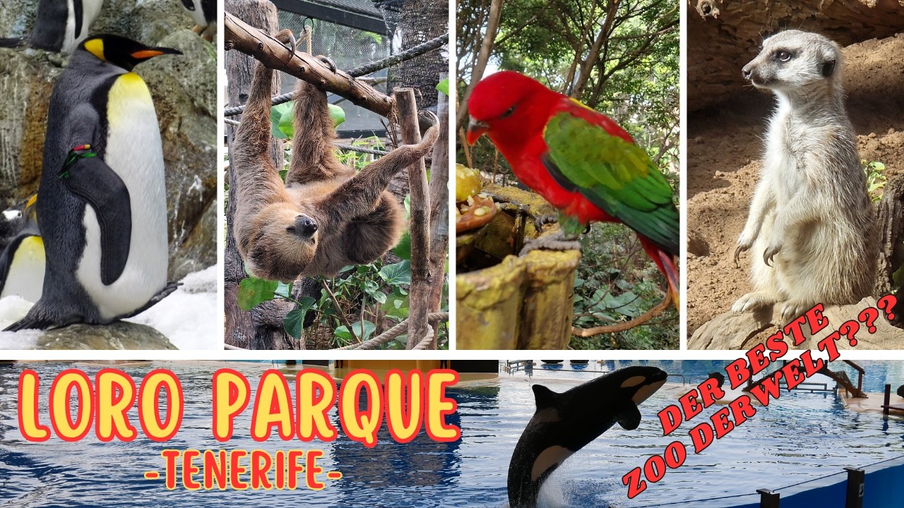 Der beste Zoo der Welt!? Ein Tag im Loro Parque Tenerife (Loro Park Teneriffa)