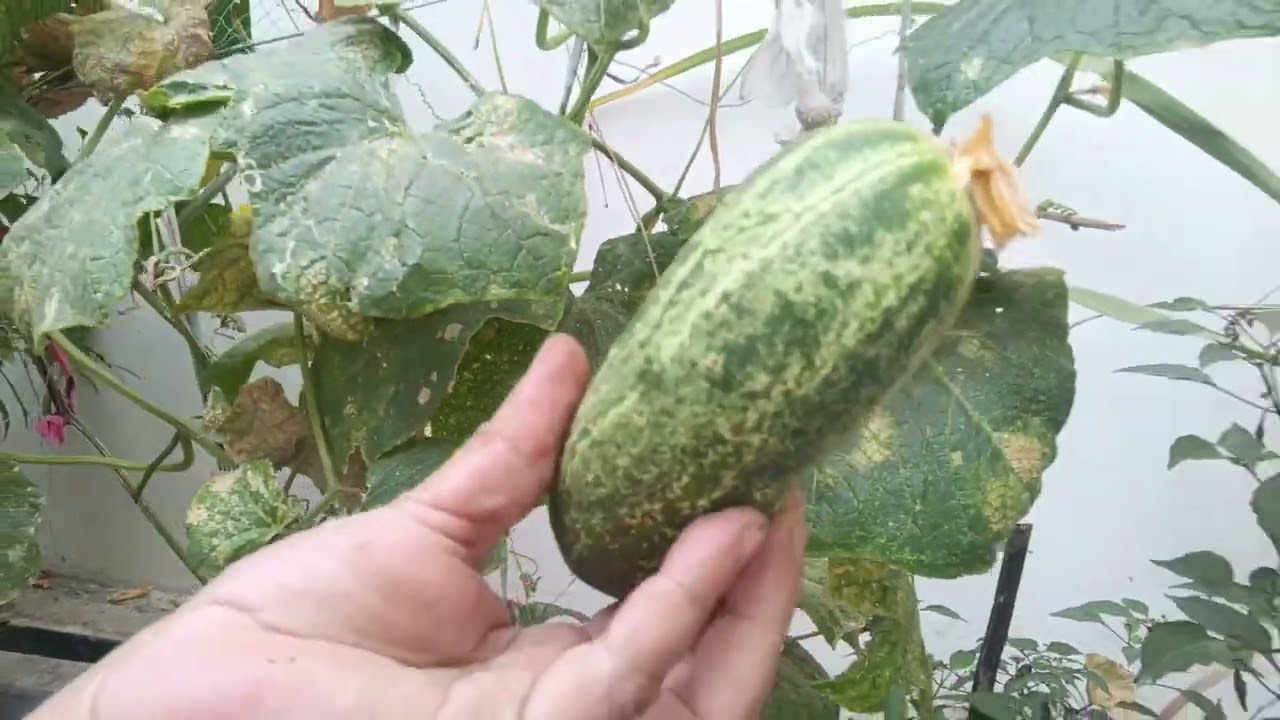 শসা টমেটো বেগুন হারভেস্ট  করলাম 🍆🥒🍅