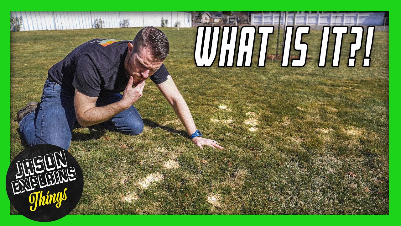 WHAT IS THIS? Winter Lawn Damage Explained! (Snow Mold Grass)